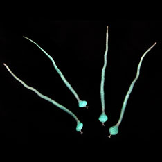 glow snake